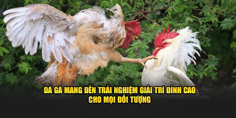 Đá gà mang đến trải nghiệm giải trí đỉnh cao cho mọi đối tượng