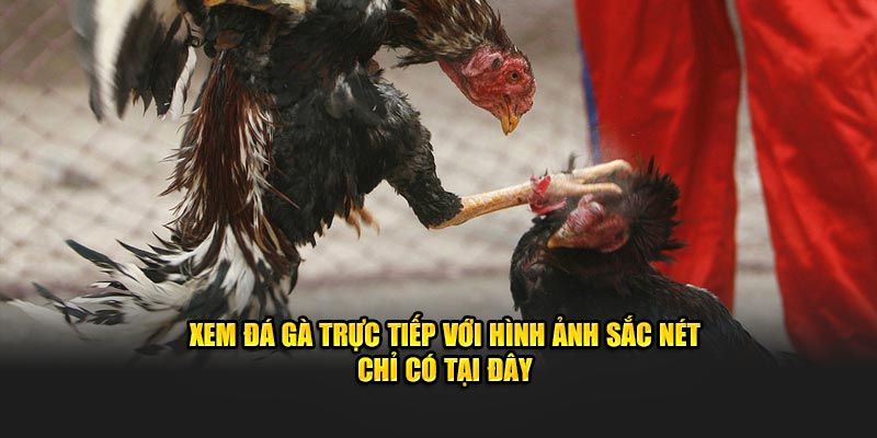 Xem đá gà trực tiếp với hình ảnh sắc nét chỉ có tại đây