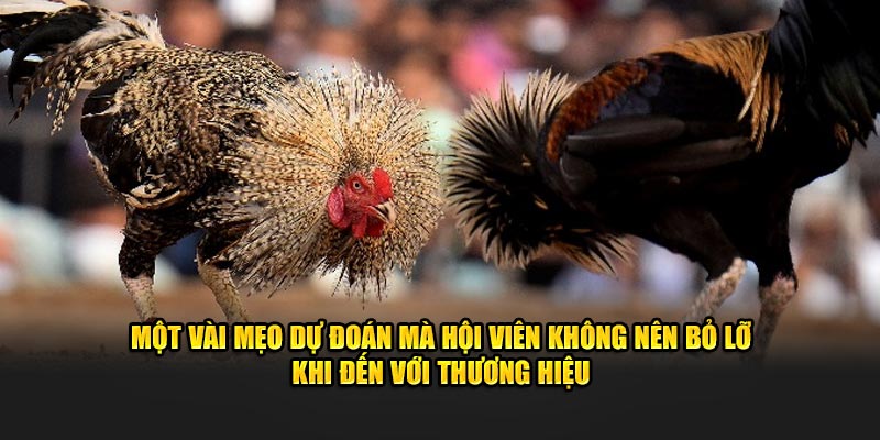 Một vài mẹo dự đoán mà hội viên không nên bỏ lỡ khi đến với thương hiệu