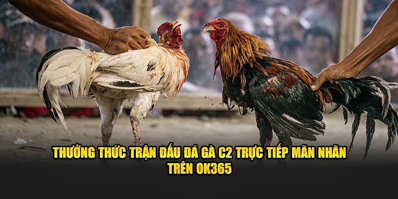 Thưởng thức trận đấu đá gà C2 trực tiếp mãn nhãn trên OK365